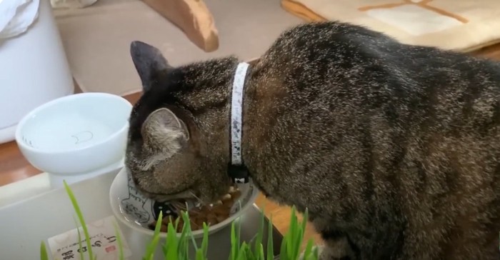 ごはんを食べる猫