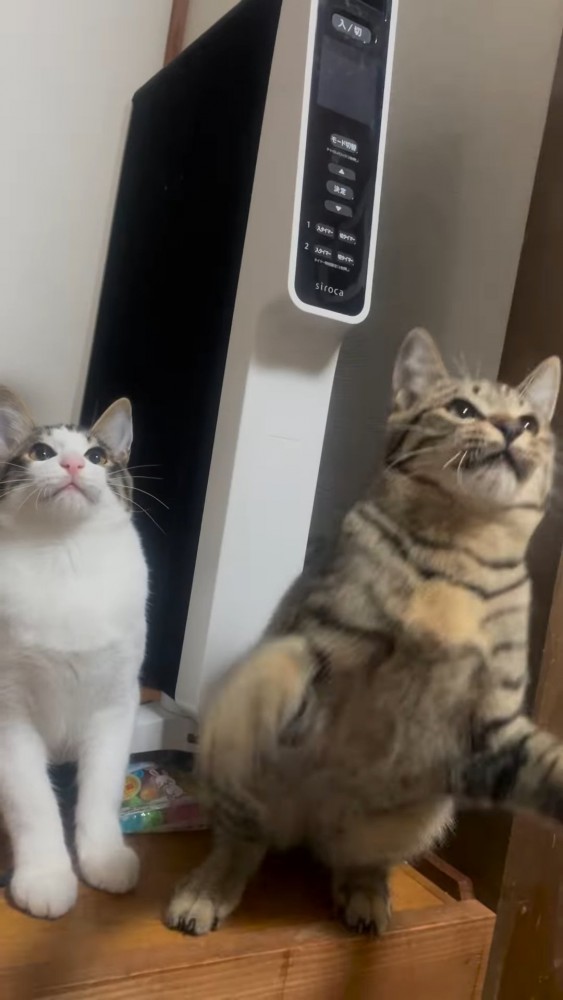 見上げる子猫