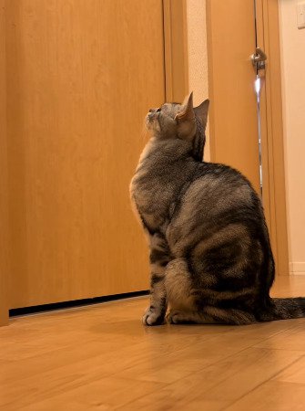 ドアの前に座り込むジャックくん