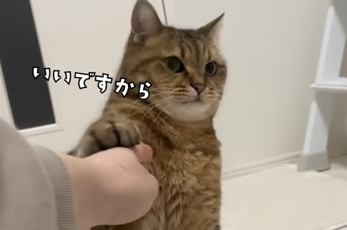 前脚で人の手を阻止する猫（いいですから）