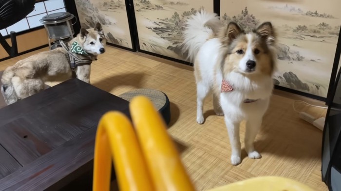 2匹の犬