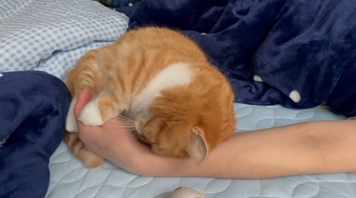 肉球を撫でていた飼い主の手に頭をくっつける猫