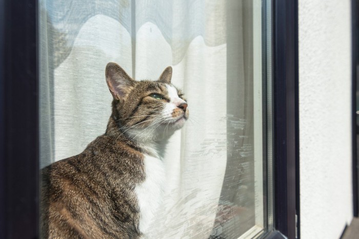 窓際の猫
