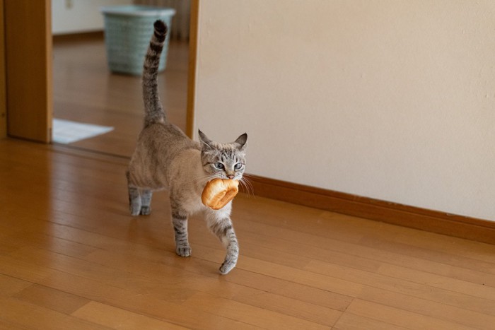 パンを咥えて走る猫