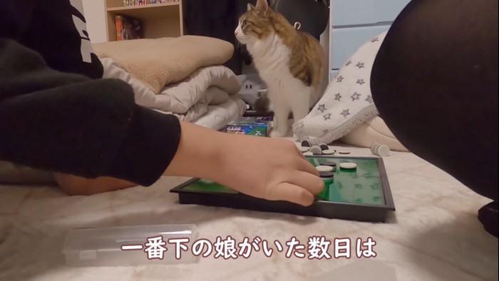 遠くを見る猫