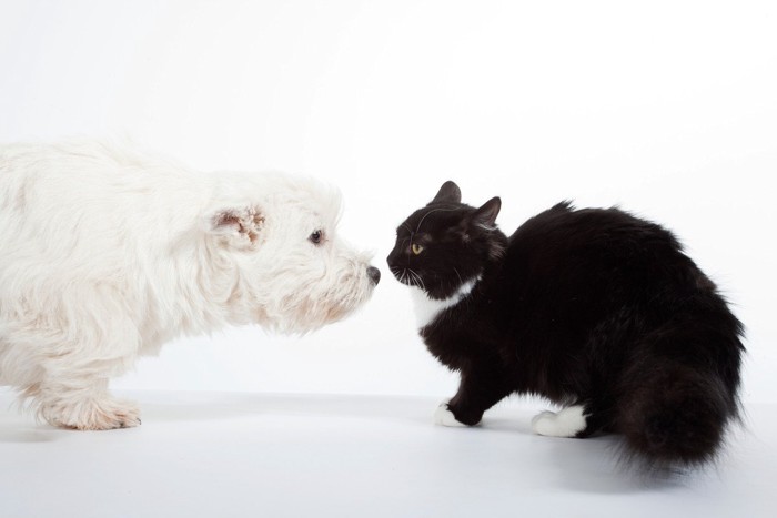 緊張気味の犬と猫