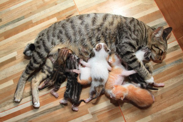 母猫と子猫