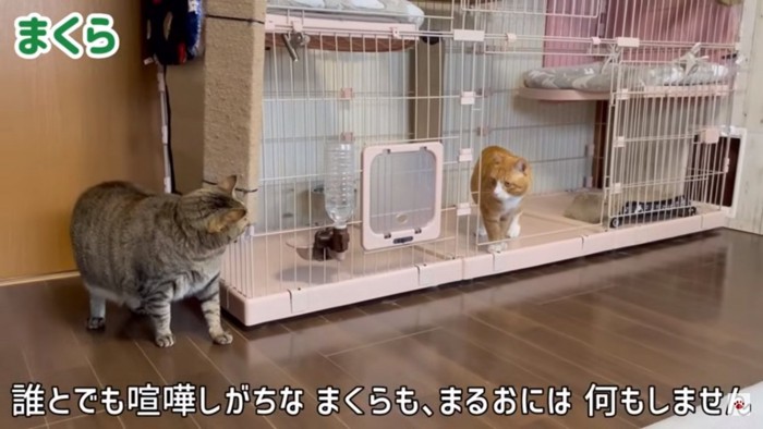 優しい猫