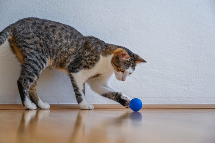 ボールを追いかける猫