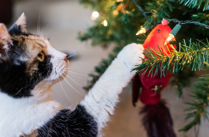 前足を上に伸ばす猫