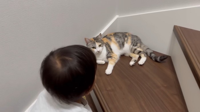 男の子の話を聞く猫