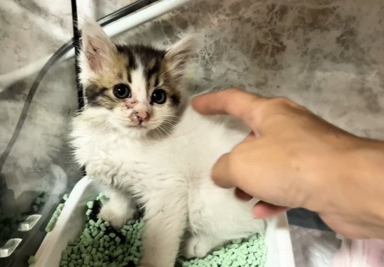 トイレで座る子猫