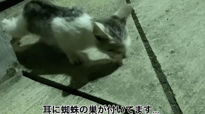 2回目のおやつを食べる子猫