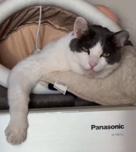 カメラ目線の猫
