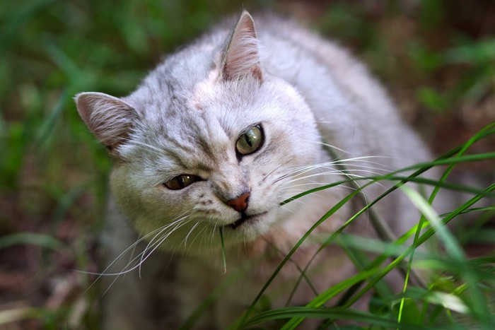 葉っぱをかじる猫