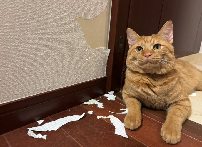 壁紙をはがした茶トラ猫