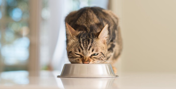 食事をする猫