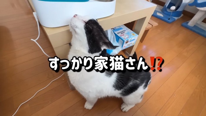 机に顔を擦り付ける白黒猫
