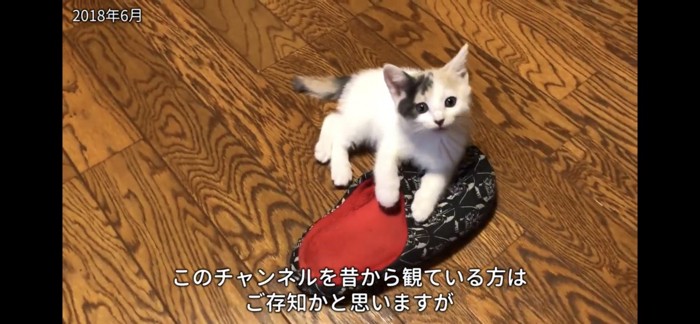 スリッパんに乗る子猫