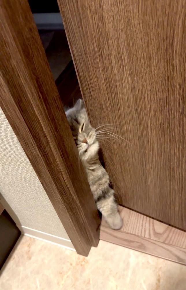 ドアをこじ開けようとするマンチカン