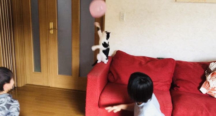 風船でバレーボールをする2人の男の子とハチワレ猫