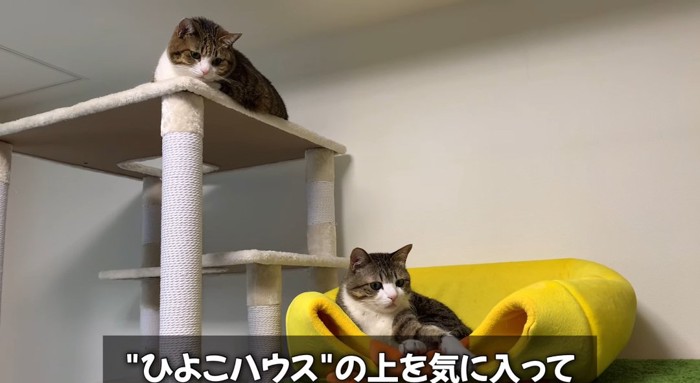 くつろぐ猫