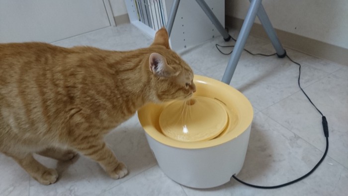 ピュアクリスタルで水を飲む猫