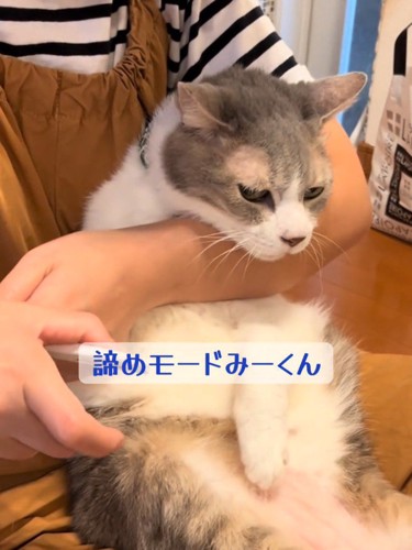 抱っこされて爪切り中の猫