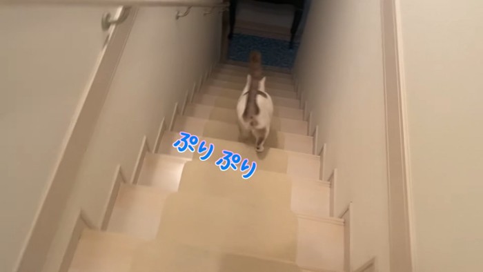 階段を下りる猫