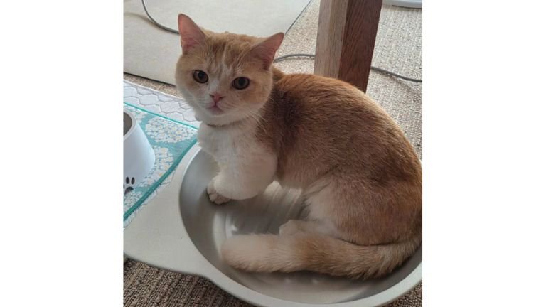 室内にいる猫