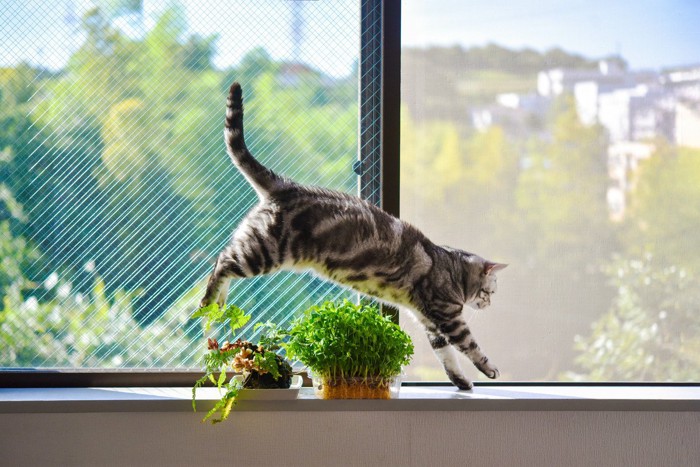 窓際にいる猫