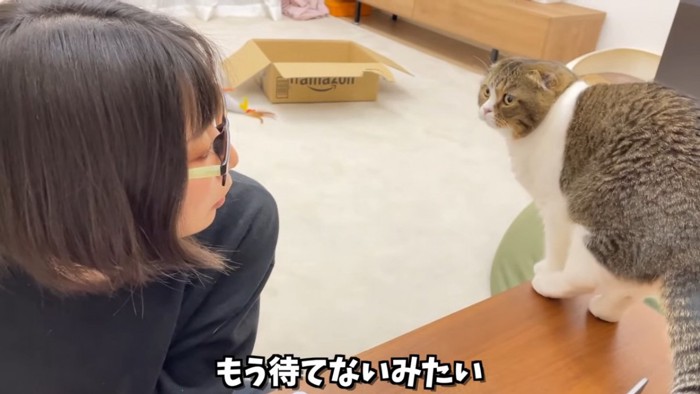 テーブルに乗る猫