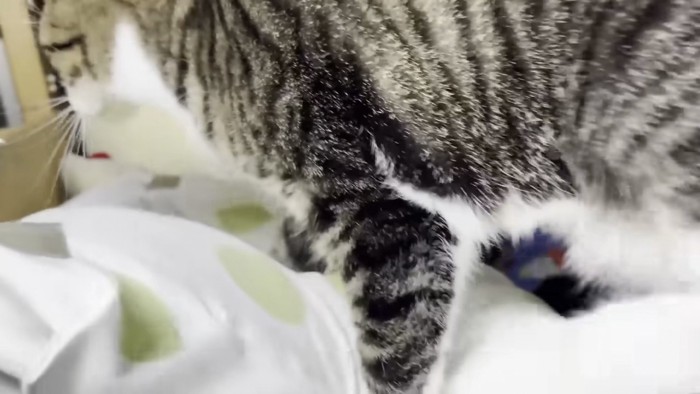 枕へ移動するおでこちゃん2