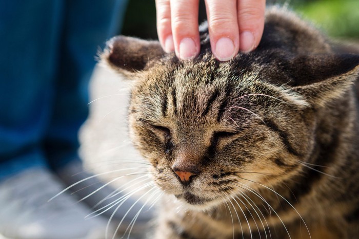 額を撫でてもらっている猫