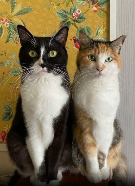 並んだ2匹の猫