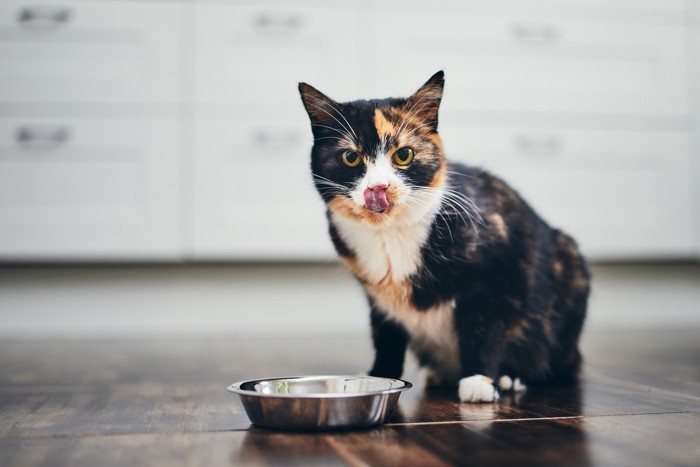 食器の前に座って口元を舌で舐めている猫