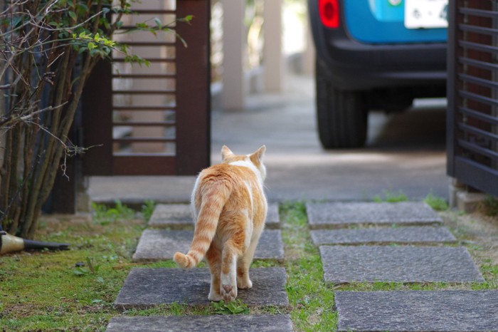 去っていく猫