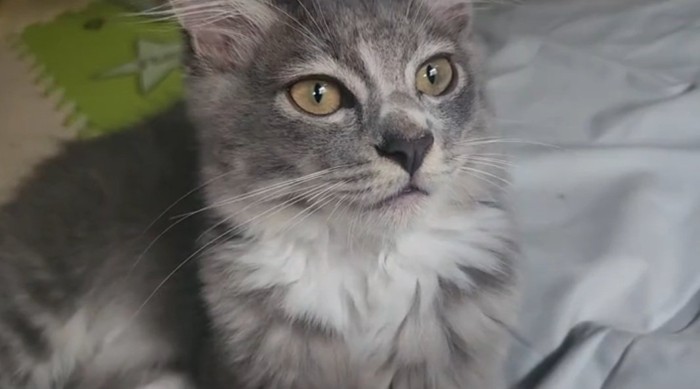 座る猫
