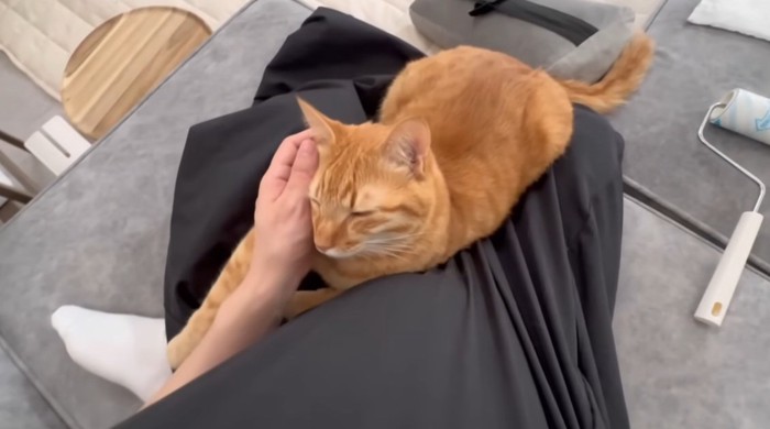 膝の上でなでられているとら猫