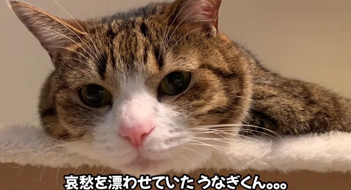 猫のドアップ