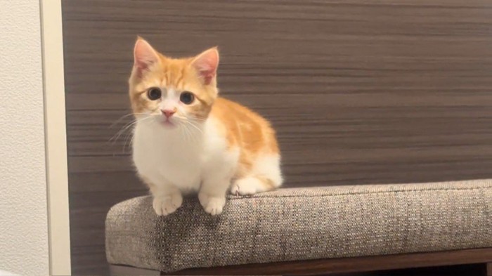 座っている猫
