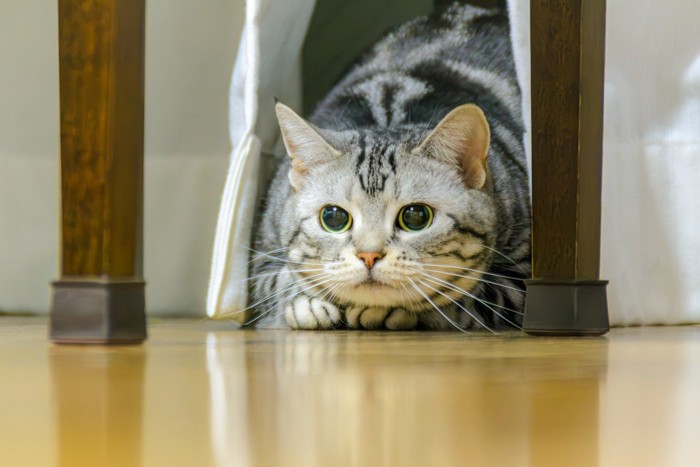 獲物を狙う猫