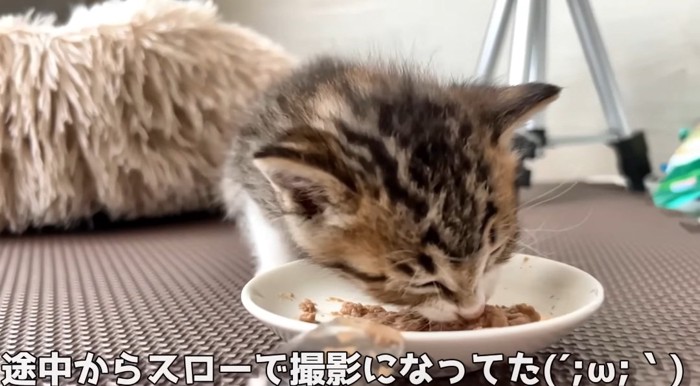 ご飯を食べる猫