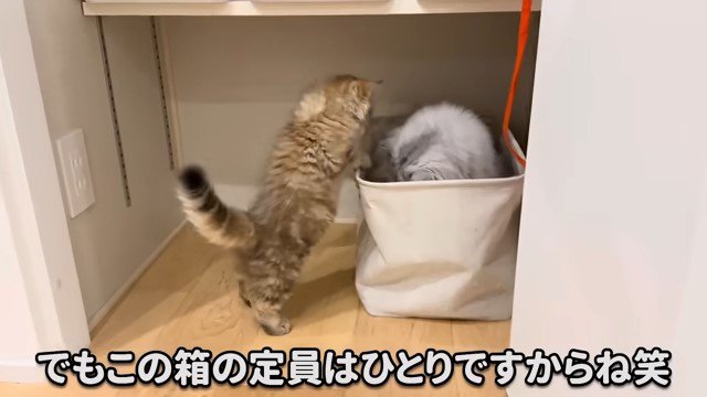 箱に入っている猫と箱を覗き込む子猫