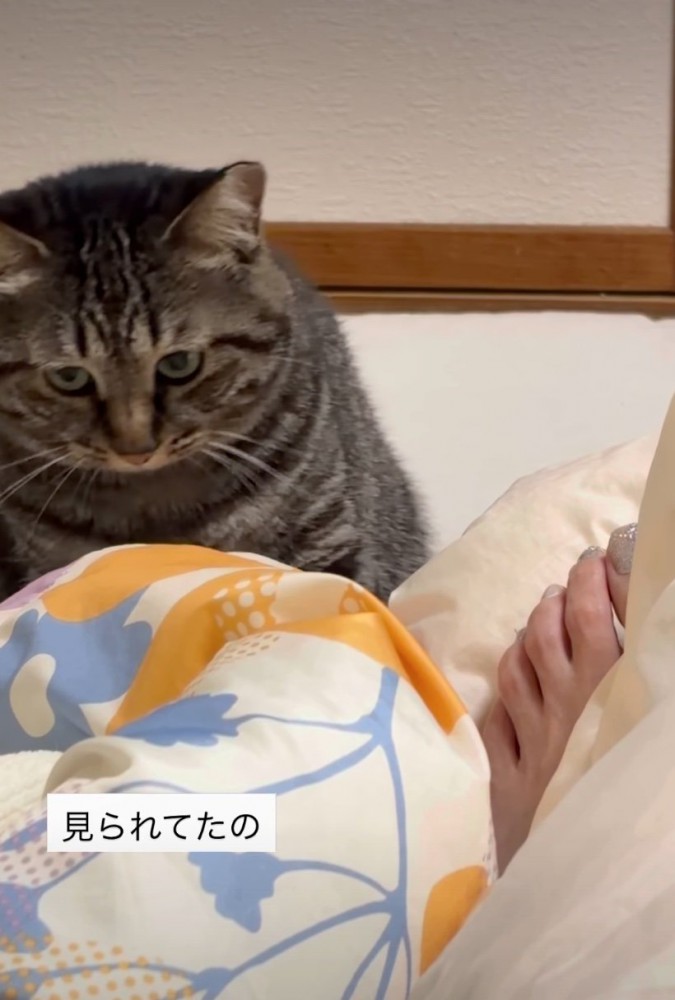 気まずそうに目を逸らす猫