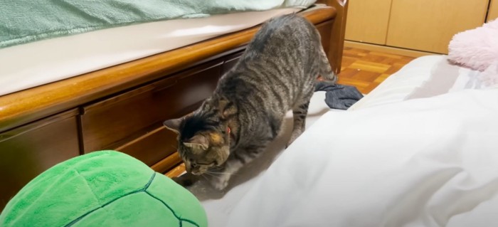 爪を研ぐ猫