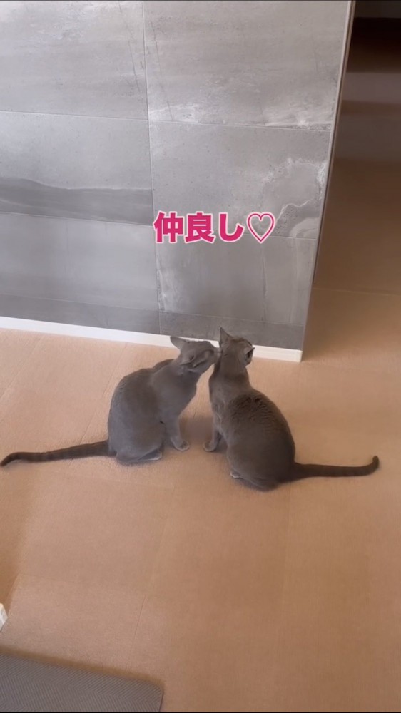 毛づくろいをする猫