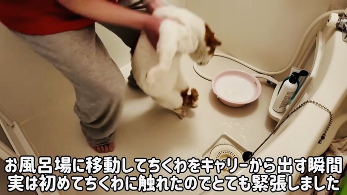 風呂場でママに抱っこされる茶白猫