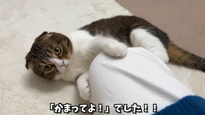 寝転ぶ猫