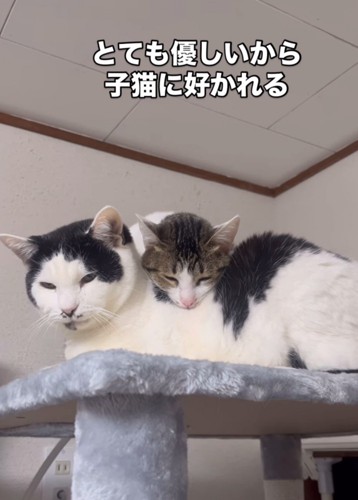 背中に子猫が乗った猫